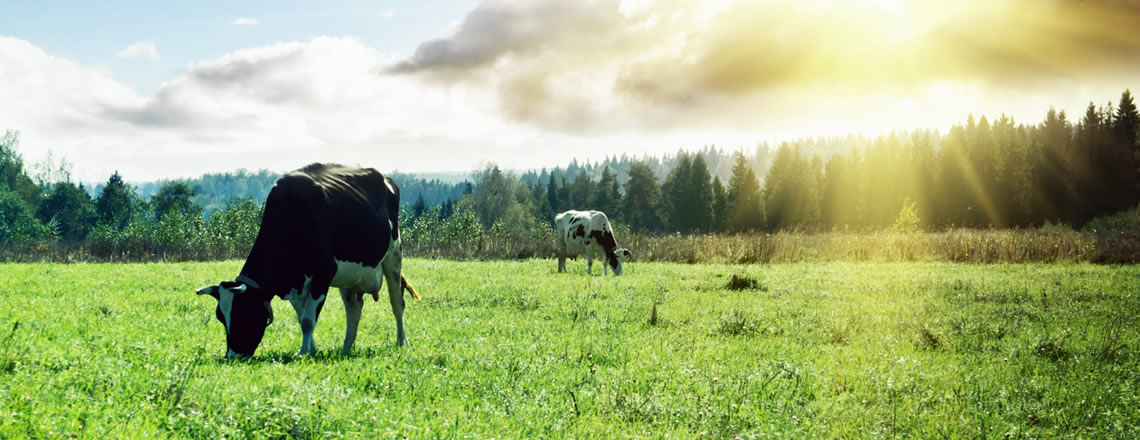 Dairy cows