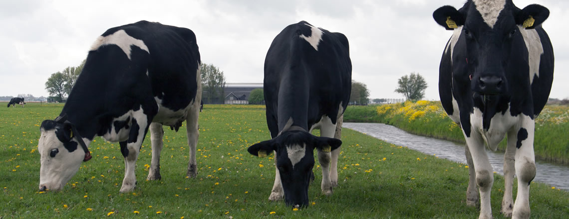 Dairy engineer