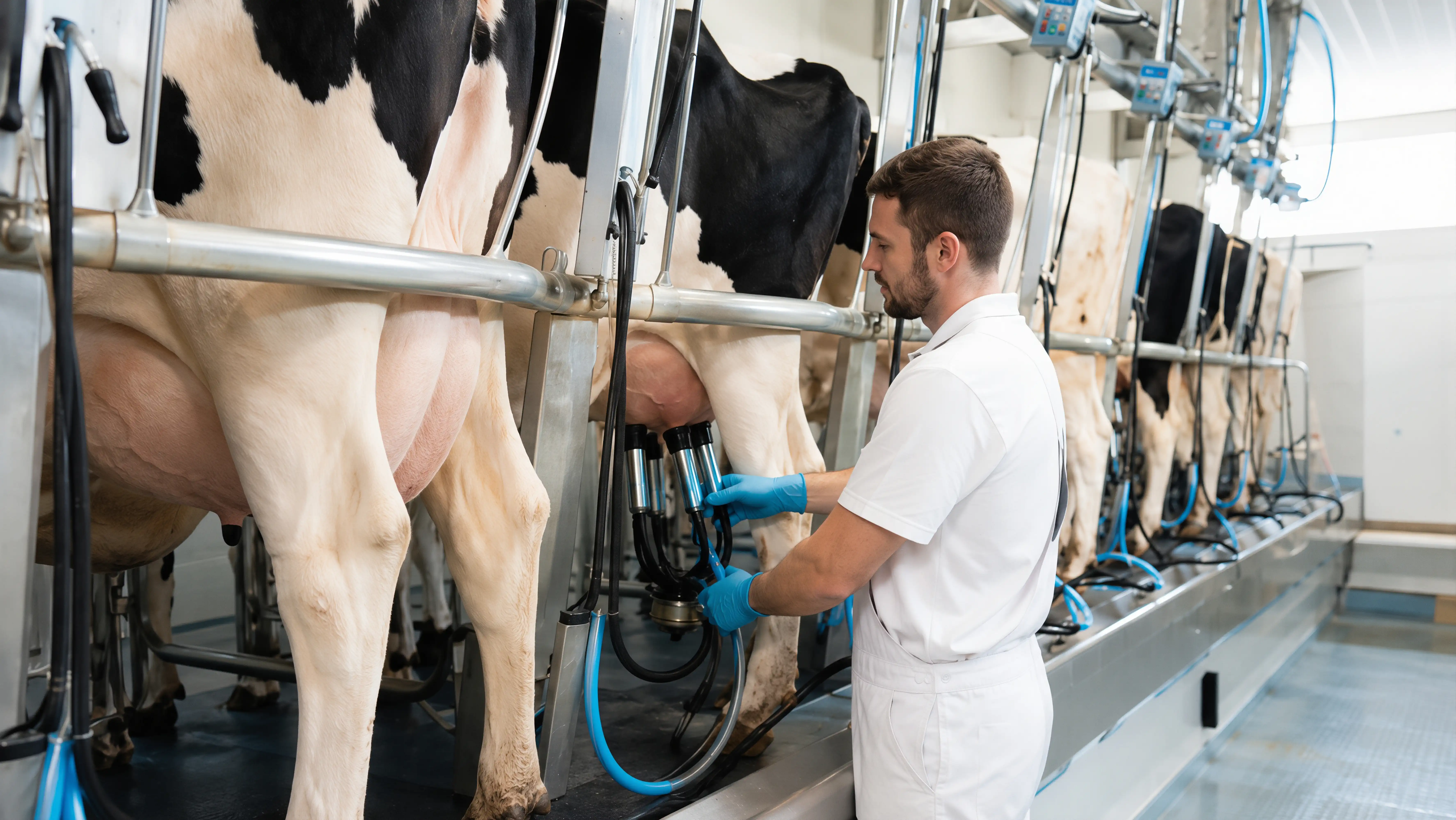 Modern dairy parlour installation